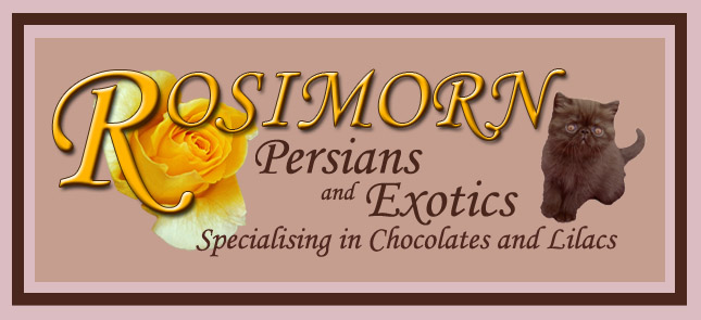 Rosimorn 
      Persians & Exotics 
-specialising in chocolates